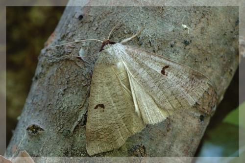 Lygephila pastinum