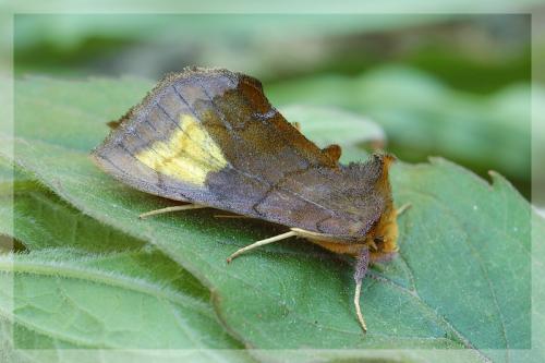 Diachrysia chryson
