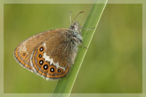Coenonympha hero