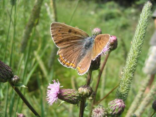 Réf. 10 814 : Lycaena alciphron