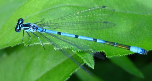 Coenagrion puella