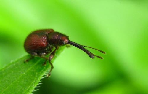 Tatianaerhynchites aequatus