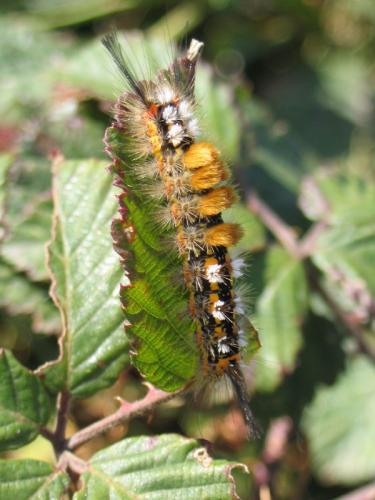 Orgyia sp.