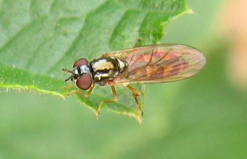 Melanostoma sp.