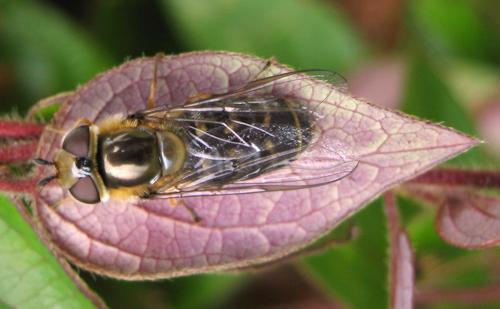 Scaeva selenitica