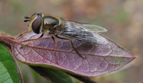 Réf. 10 759 : Scaeva selenitica