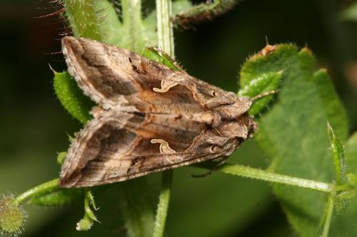 Réf. 10 717 : Autographa gamma