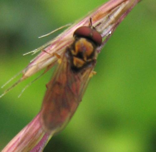 Melanostoma sp.