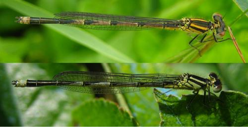 Erythromma lindenii