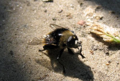 Merodon equestris