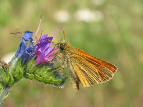 Thymelicus sylvestris