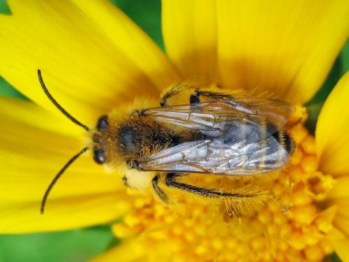 Dasypoda hirtipes