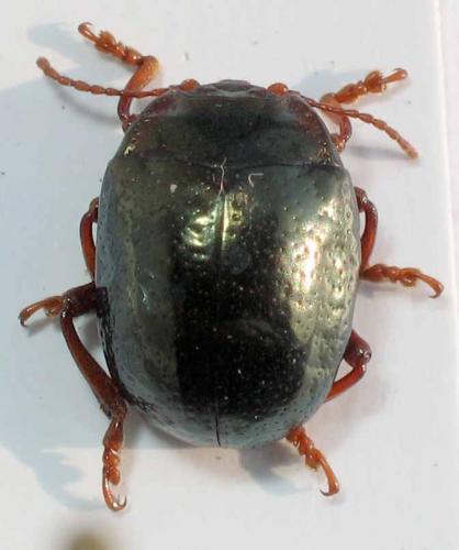 Réf. 10 936 : Chrysolina bankii