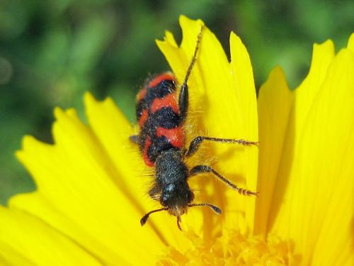 Réf. 10 698 : Trichodes alvearius