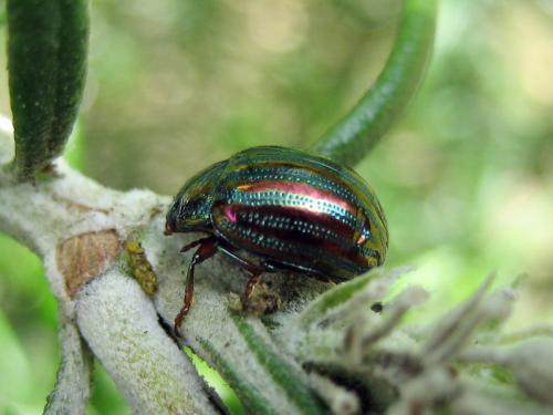 Chrysolina americana
