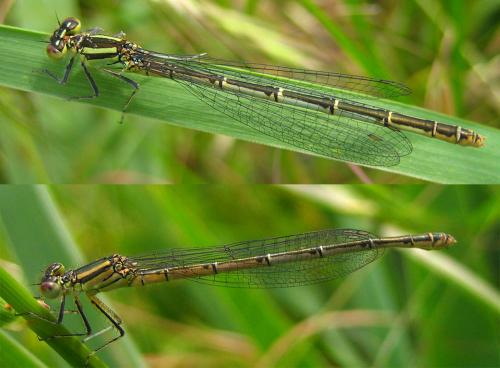 Erythromma lindenii