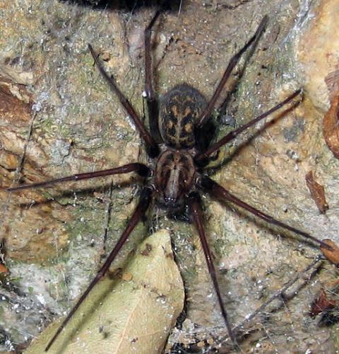 Tegenaria sp.