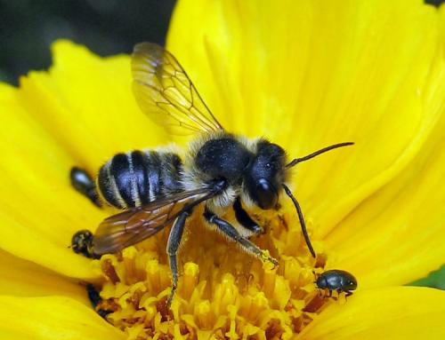 Megachile sp.
