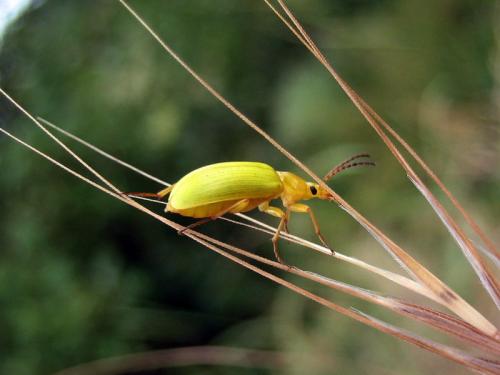 Réf. 10 577 : Cteniopus sulphureus