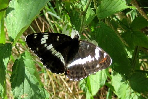 Réf. 10 892 : Limenitis camilla