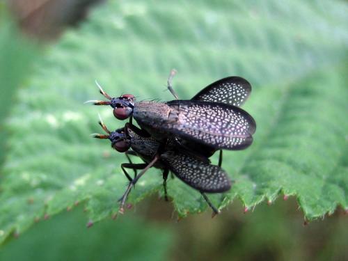 Réf. 10 741 : Coremacera marginata