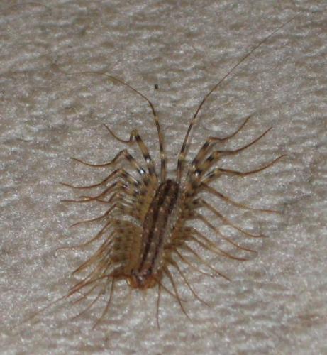Réf. 10 032 : Scutigera coleoptrata