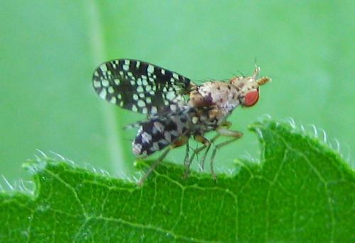 Réf. 10 151 : Trypetoptera punctulata