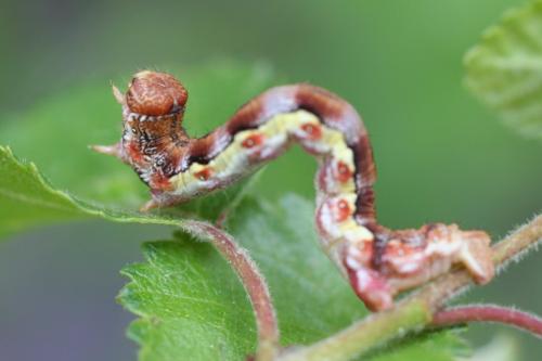 Erannis defoliaria