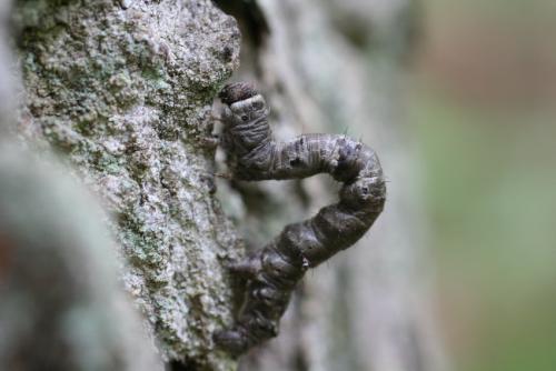 Réf. 10 113 : Apocheima hispidaria
