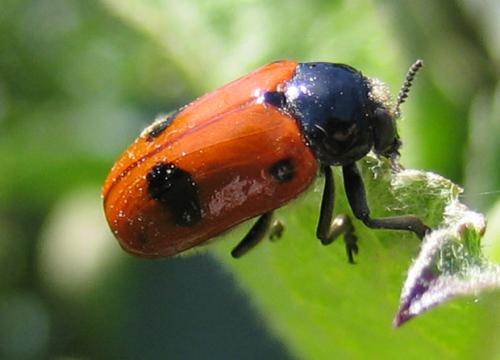 Réf. 10 314 : Clytra laeviuscula