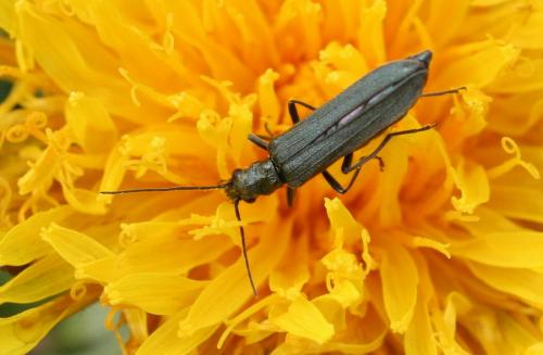 Oedemera lurida