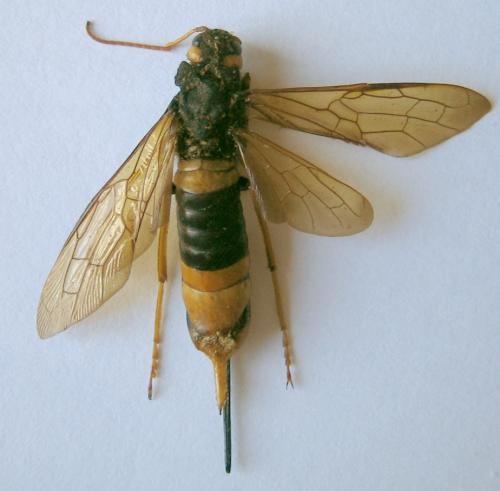 Réf. 10 273 : Urocerus gigas