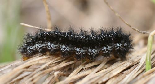 Réf. 10 409 : Euphydryas aurinia
