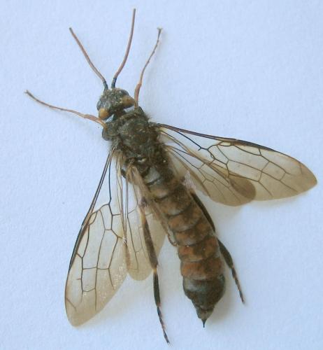 Urocerus gigas