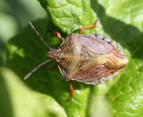 Réf. 10 403 : Carpocoris melanocerus