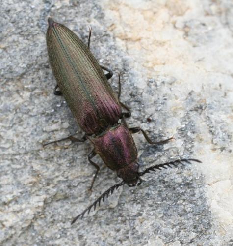 Réf. 10 406 : Ctenicera cuprea