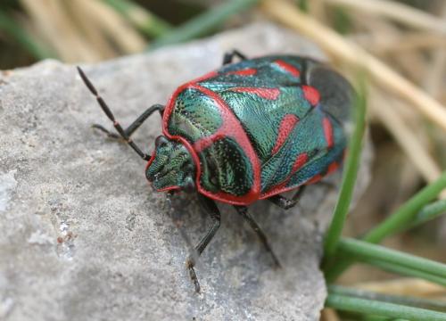 Eurydema rotundicollis
