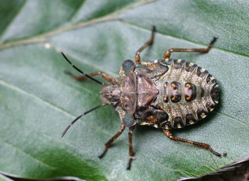 Réf. 10 710 : Pentatoma rufipes