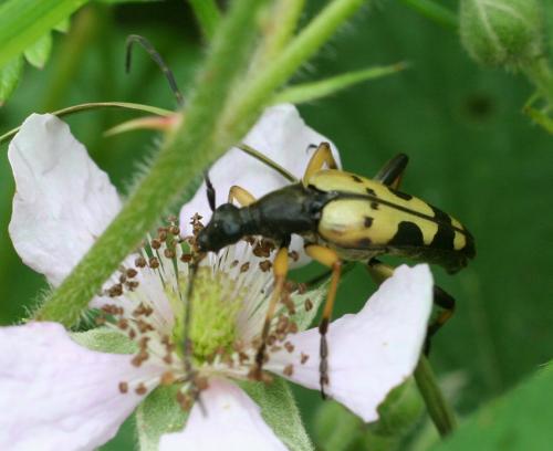 Rutpela maculata