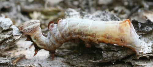 Notodonta ziczac
