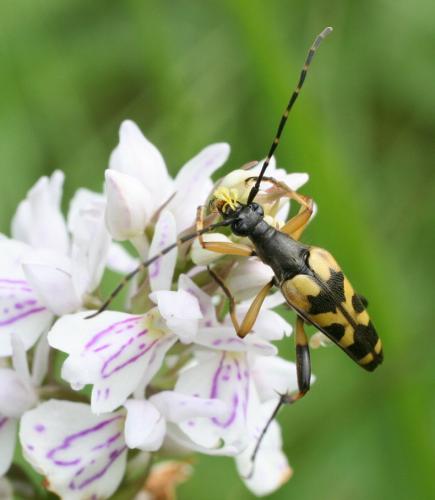 Réf. 10 949 : Rutpela maculata