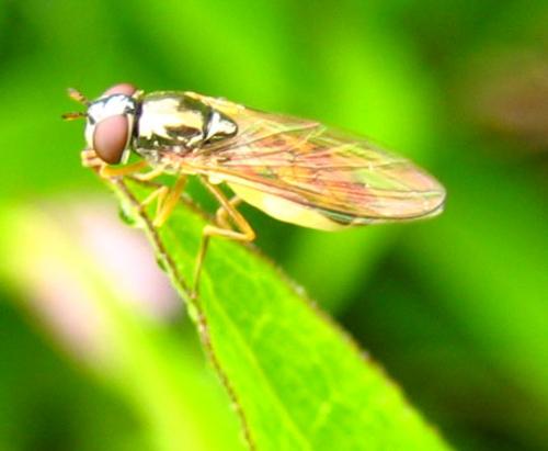 Melanostoma sp.