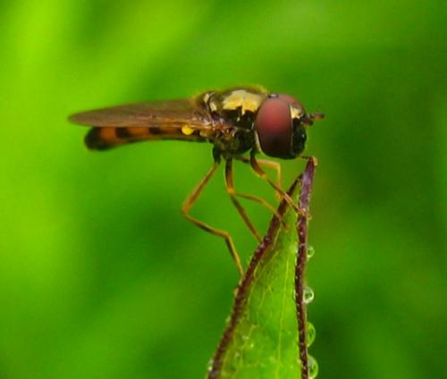 Melanostoma sp.