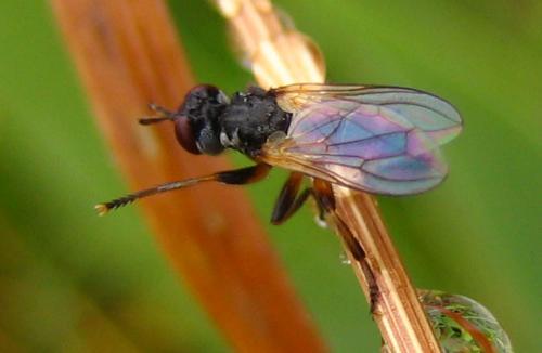 Réf. 10 765 : Thecophora atra