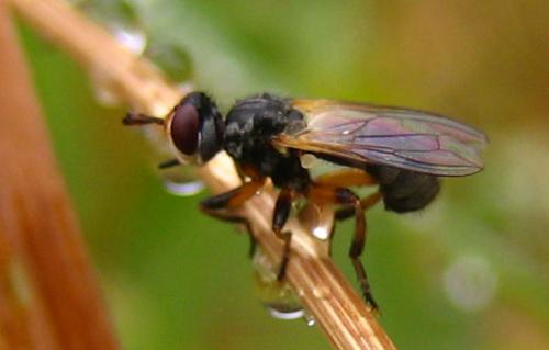 Réf. 10 766 : Thecophora atra