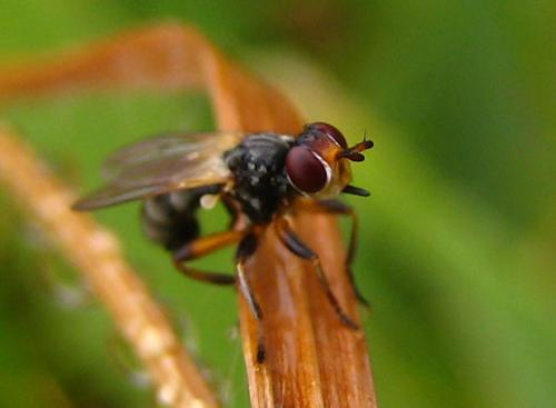 Réf. 10 767 : Thecophora atra