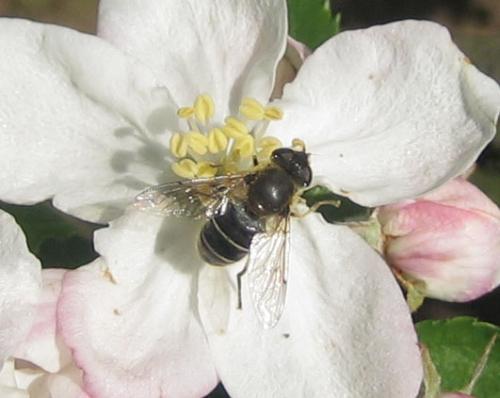 Eristalis sp.