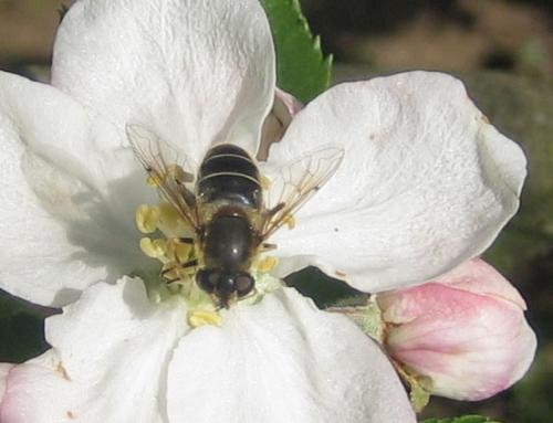 Eristalis sp.