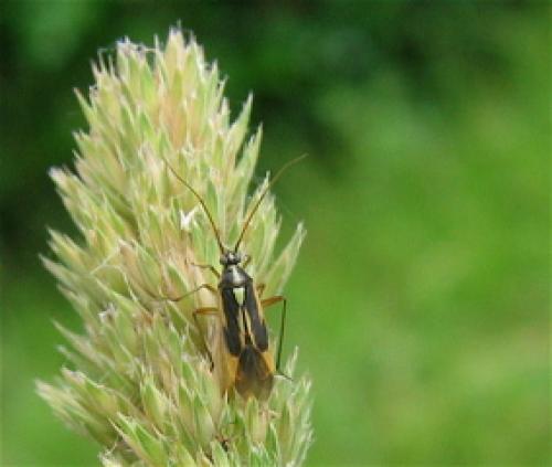 Stenotus binotatus