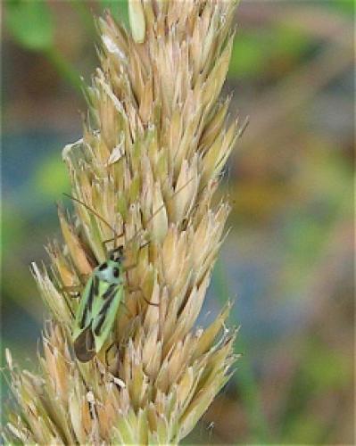 Stenotus binotatus
